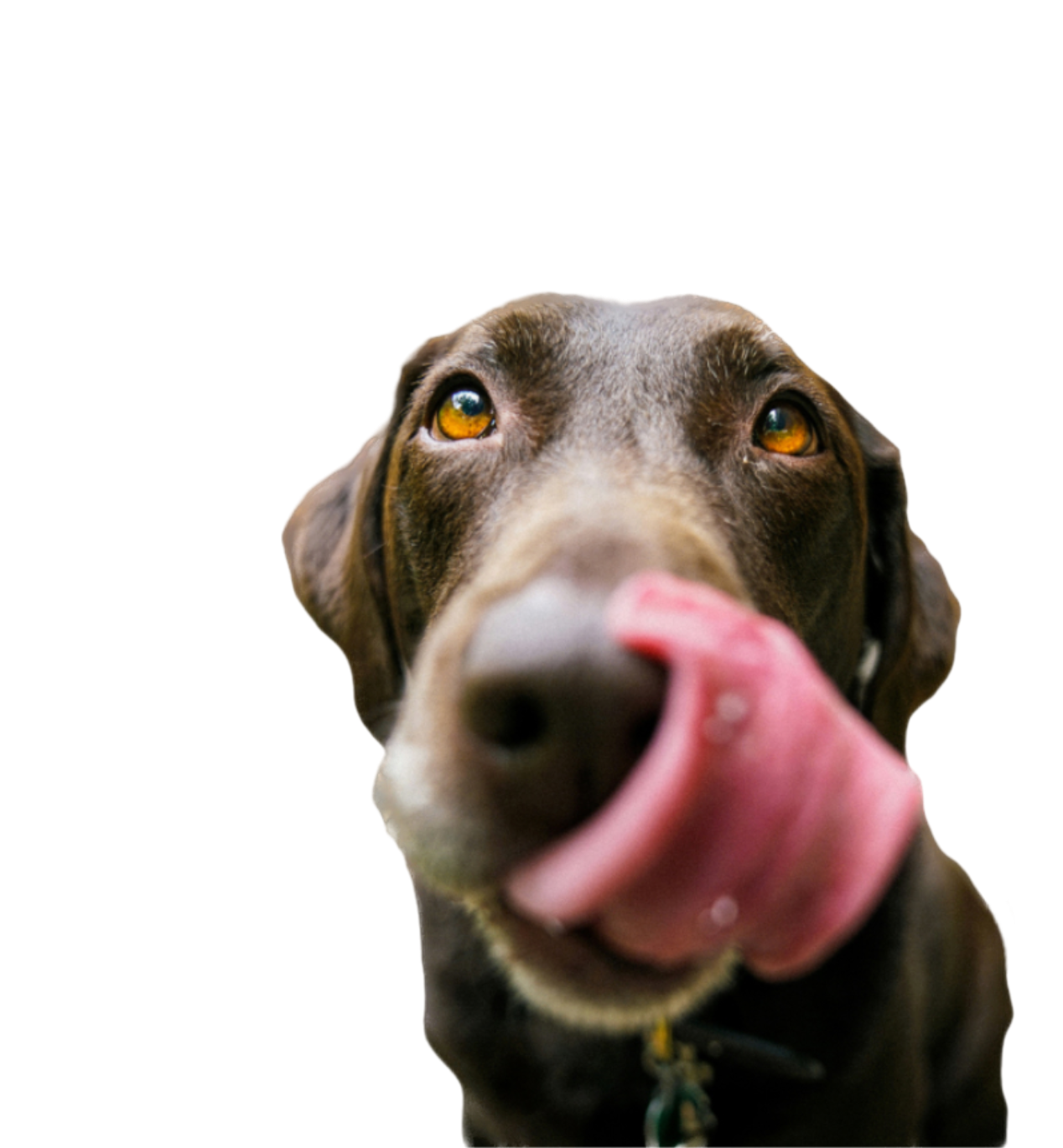 Veterinary Care in River North Chicago